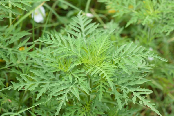 Årliga Ragweedblad Närbild Med Selektivt Fokus Förgrunden — Stockfoto