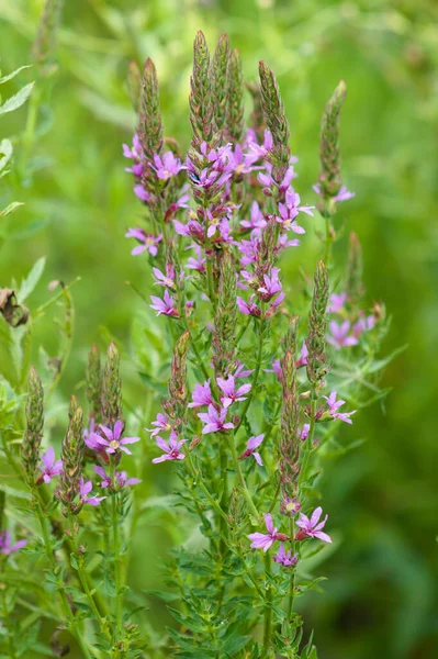 Impresionante Vida Floja Púrpura Flor Vista Cerca Con Enfoque Selectivo — Foto de Stock