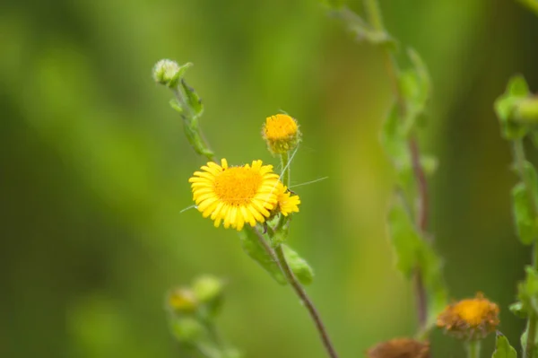 Bulanık Arkaplanlı Çiçek Açmış Yaygın Bitkisel Çiçekler — Stok fotoğraf