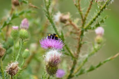 Böcek yakından görüşlü boğa devedikeni ön plana seçici odaklanma