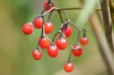kırmızı Bittersweet arkaplanı bulanık olan yakın plan meyveleri