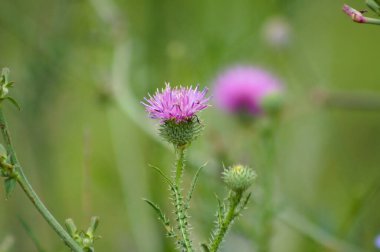 Dikensiz dikenli devedikeni yakın plan görüntüsü ve arka planda bulanık yeşil bitkiler