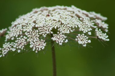 Yaban havucu kızılötesi, yakın plan yeşil bulanık arka plan