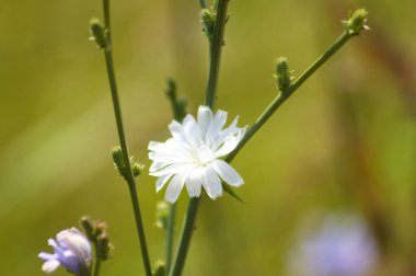 Önplanda seçici odak ile çiçek yakın görünümde sık görülen hindiba rengi