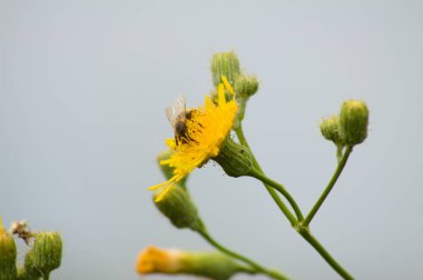 Mavi bulanık arkaplan ve yakın plan çiçekli damızlık dişi domuz üzerinde uç