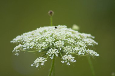 Çiçek açan yabani havuç yakın plan görünümlü, seçici odaklı ön plan