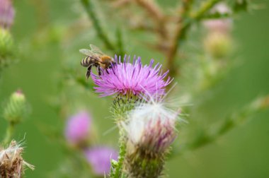Arılar, arka planda bulanık yeşil bitkilerle yakın plan çiçekleri eşliğinde sürünerek devedikeni tarar.