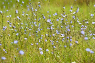Çiçek açan çok sayıda yaygın hindiba, yakın plan manzara görünümü ve seçici ön plan odaklı