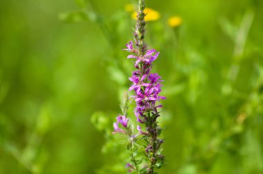 Arka planda yeşil bulanık bitkiler olan Mor gevşek çiçekli yakın plan görüntüsü