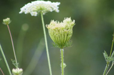 Yaban havucu, yeşil bulanık arkaplan ile yakın plan görüntüsü açmaya hazır.