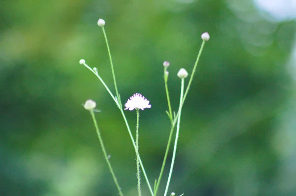 Бледная Прерия Цвету Крупным Планом Зелеными Размытыми Растениями Позади — стоковое фото