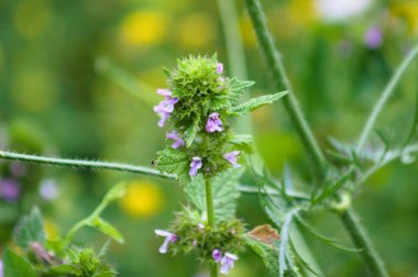 Arka planda bulanık bitkiler ve yakın çekim görüntüsünde siyah horehound