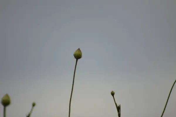青い空を背景に間近に咲く植物 — ストック写真