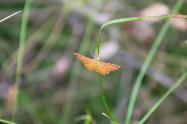 Borboleta Onda Brilhante Grama Vista Close Com Fundo Borrado — Fotografia de Stock