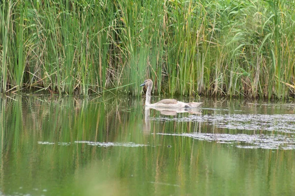 Jonge Zwaan Zwemmen Meer Close Uitzicht Met Riet Achtergrond — Stockfoto