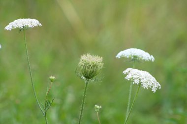 Yeşil bulanık arkaplanlı havuç kızılötesi yakın çekim görüntüsü