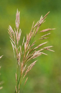Yeşil bulanık arkaplanlı pürüzsüz süpürge tohumları yakın plan görünümü