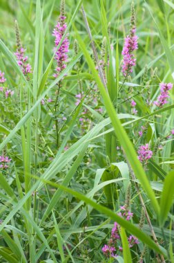 Yeşil bulanık arkaplan ve yakın plan çiçekli mor gevşeklik