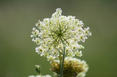 Yeşil bulanık arkaplanlı, yakın plan çiçekli vahşi havuç.