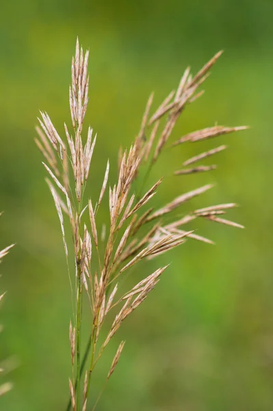 Glatte Brome Samen Nahaufnahme Mit Grün Verschwommenem Hintergrund — Stockfoto