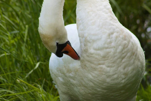 Cisne Branco Limpando Suas Penas Close Vista Com Fundo Borrado — Fotografia de Stock