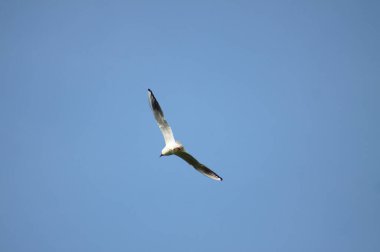 Mavi gökyüzünde uçan siyah başlı martı. Yakın çekim görüntüsü.