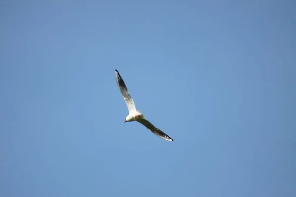 Schwarzkopfmöwe Fliegt Blauen Himmel Aus Nächster Nähe — Stockfoto