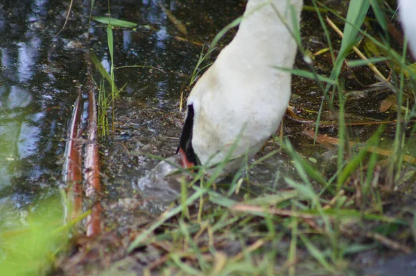 Cabeza Cisne Blanca Parcialmente Agua Busca Comida Vista Cerca — Foto de Stock