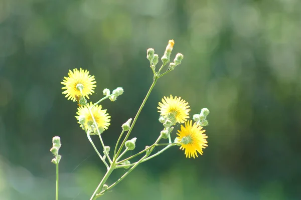 背景が集束していない花を咲かせる複数の草花 — ストック写真