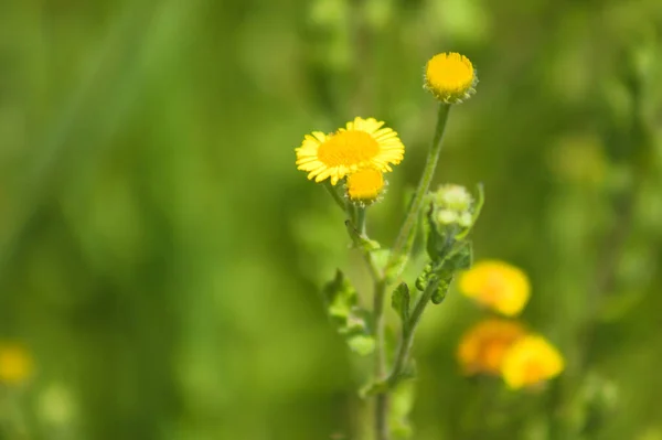 Wspólne Kwiaty Pcheł Kwiat Widok Bliska Ciepłym Zielonym Rozmytym Tle — Zdjęcie stockowe