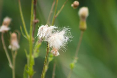 Arkaplanda seçici odak noktasıyla ortak Groundsel tohumları yakın plan görünümü