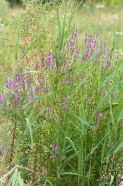 Çoklu mor gevşeklik ön planda seçici bir odak ile yakın plan görünümünde çiçek açar