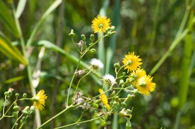 Çiçek açan daimi dişi devedikeni ön plana seçici bir odak ile yakın plan görüntüsü