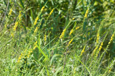 Önplana seçici bir odak ile çiçek yakın görüntüde birden fazla yaygın tarım
