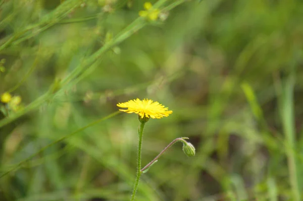 Woodland Madia Άνθιση Close Άποψη Θολή Πράσινα Φυτά Πίσω — Φωτογραφία Αρχείου