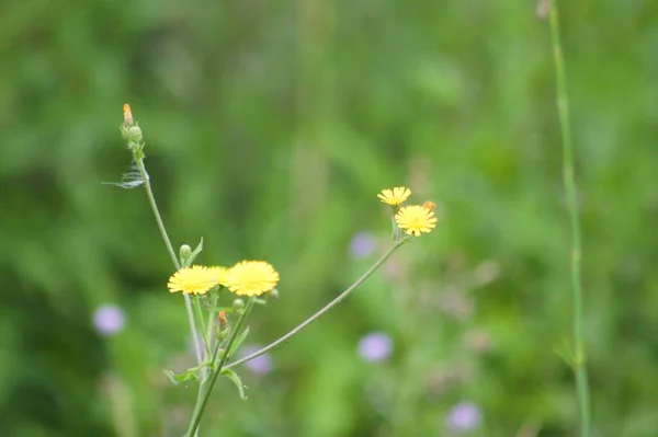 Prato Hawkweed Fiore Primo Piano Vista Con Attenzione Selettiva Primo — Foto Stock