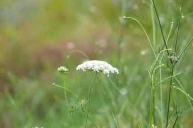 Çiçek açan yabani havuç yakın plan görünümlü, seçici odaklı ön plan