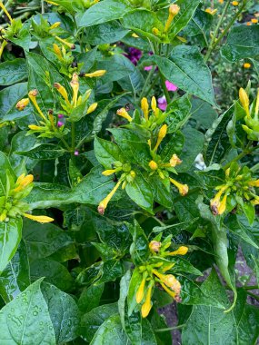 Saat 4 'te çiçek açmış, su damlaları yakından görünüyor.