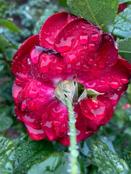 Rote Rose Blüte Mit Großen Wassertropfen Nahaufnahme Mit Selektivem Fokus — Stockfoto