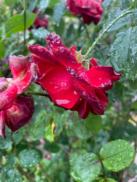 Plusieurs Roses Rouges Fleurs Avec Grandes Gouttes Eau Vue Rapprochée — Photo