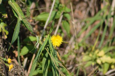 Arka planda bulanık bitkilerle çiçek açan yaygın karahindiba