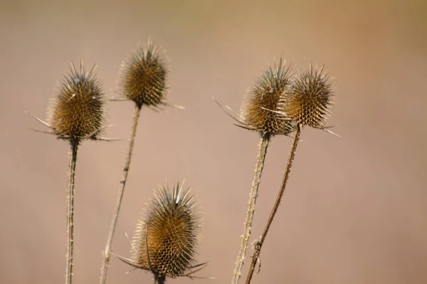 Wild Teasel Autumnal Seeds Close View Blurred Background — Stock Photo, Image