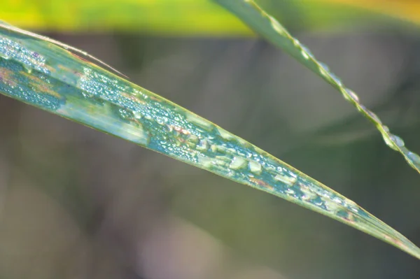 Reed Leaves Water Drops Close View Blurred Background — Stock Photo, Image
