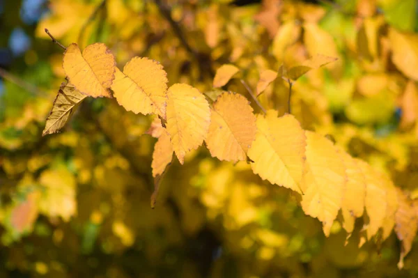 Höstens Gyllene Fält Alm Lämnar Närbild Med Selektivt Fokus Förgrunden — Stockfoto