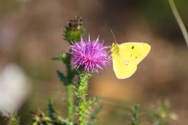 Borboleta Amarela Flor Cardo Sem Prumo Espinhoso Close Vista Com — Fotografia de Stock