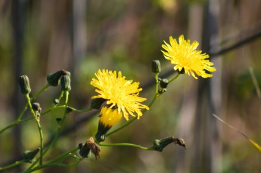 Bulanık arkaplan ve yakın plan çiçek açan daimi dişi domuz.