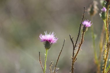 Bulanık arkaplanı olan deve dikeni çiçekli yakın plan görüntüsü