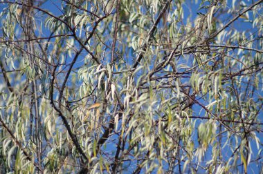 Rus zeytin yaprakları, arka planda mavi gökyüzü olan yakın plan görüntüsü