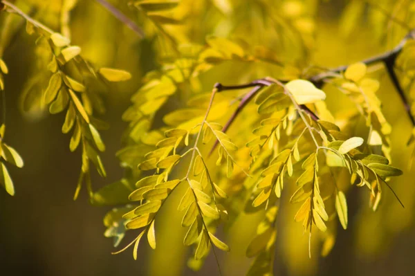Sonbahar ılık sarı bal çekirgesi ön plana seçici bir odaklanma ile yakın plan görüntüsünü terk eder