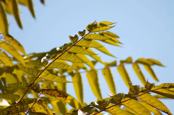 Осеннее Золотое Дерево Неба Листья Крупным Планом Вид Голубым Небом — стоковое фото
